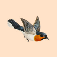 Logo met een vliegende vogel